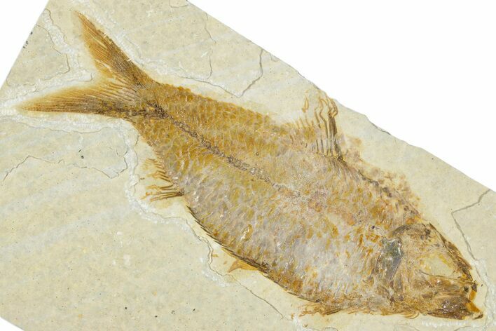 Detailed Fossil Fish (Knightia) - Wyoming #340776